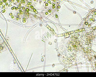 Algues vertes sous vue microscopique, eau douce sous microscope Banque D'Images