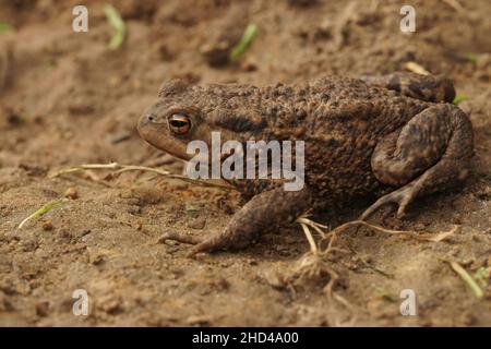 Gros plan sur un crapaud européen féminin, Bufo bufo, assis au sol dans le jardin Banque D'Images