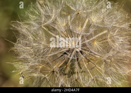 Macro de pissenlit fleur molletonnée. Les graines de pissenlits sont rapprochées sur fond bleu. Abstraction. gros plan des fluffs de pissenlit. Banque D'Images