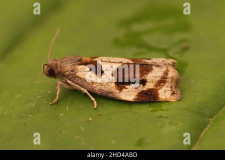 Gros plan sur un petit tortrix de chêne brun, Archips crataegana, assis sur une feuille verte dans le jardin Banque D'Images