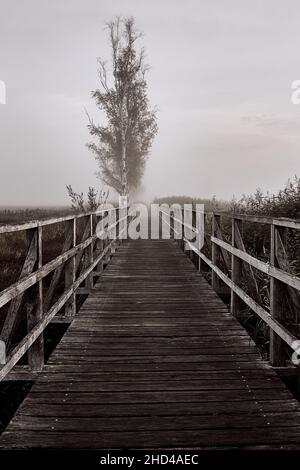 Promenade en bois de Federseesteg dans la réserve naturelle et site classé au patrimoine mondial de l'UNESCO, Bad Buchau, Allemagne. Banque D'Images