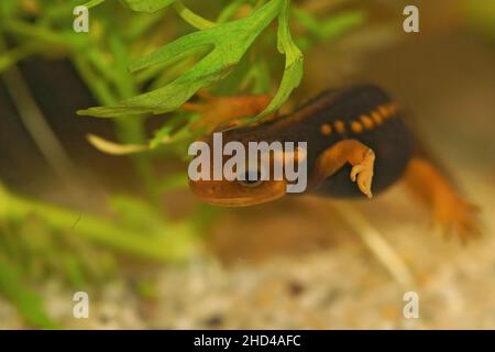 Gros plan sur un jeune teigne himalayan de couleur orange Tylototriton verrucosus, sous l'eau dans un aquarium Banque D'Images