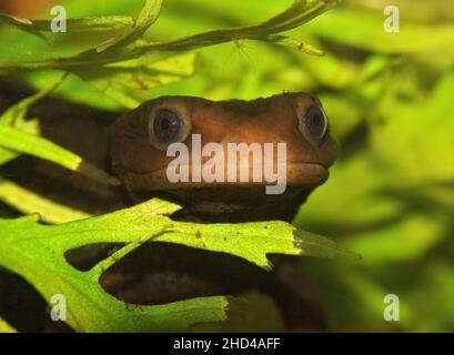 Gros plan d'un nouveau-duc sous-marin de l'Himalaya, Tylototriton verrucosus, qui cultive à travers la végétation Banque D'Images