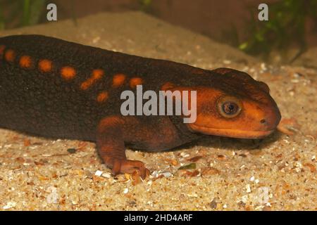 Gros plan sur un adulte aquatique femelle himalayan newt, Tylototriton verrucosus, sous l'eau Banque D'Images