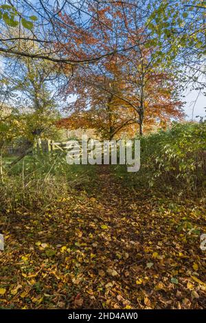 Feuilles d'automne couvrant un sentier menant à la porte de Kissing, Woolbope Herefordshire Angleterre Royaume-Uni.Novembre 2021. Banque D'Images