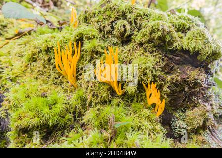 Champignon jaune de stagshorn (Calocera viscosa) poussant sur une souche d'arbre recouverte de mousse, Woolhope Herefordshire Angleterre Royaume-Uni.Octobre 2021. Banque D'Images