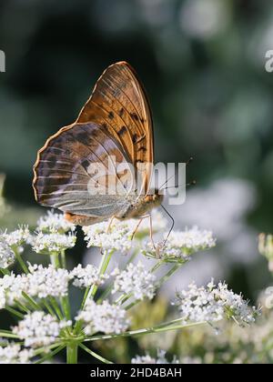 Le puphia d'Argynnis, connu sous le nom de fritillaire lavé à l'argent, se nourrissant de persil de vache Banque D'Images