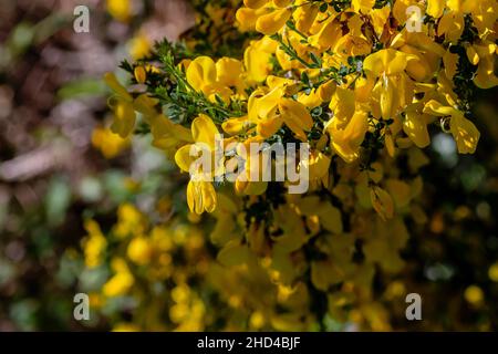 Cytisus scoparius ou Scotch broom fleurs jaunes en floraison au printemps Banque D'Images