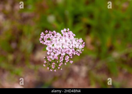 Yarrow fleurs roses gros plan Banque D'Images