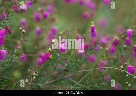 Daboecia cantabrica ou Heather de Vizcaya fleurs rose foncé en fleurs Banque D'Images