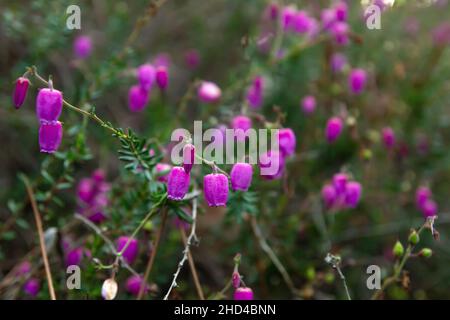 Daboecia cantabrica ou Heather de Vizcaya fleurs rose foncé en fleurs Banque D'Images