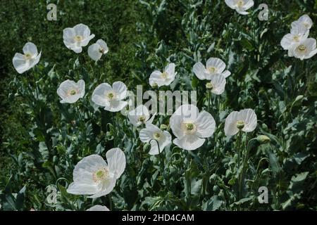 Papaver somniferum connu sous le nom de pavot à opium fleurs blanches fleurir au printemps Banque D'Images