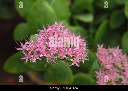 Hylotelephium spectabile fleurs roses gros plan Banque D'Images