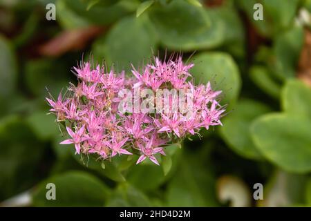 Hylotelephium spectabile fleurs roses gros plan Banque D'Images