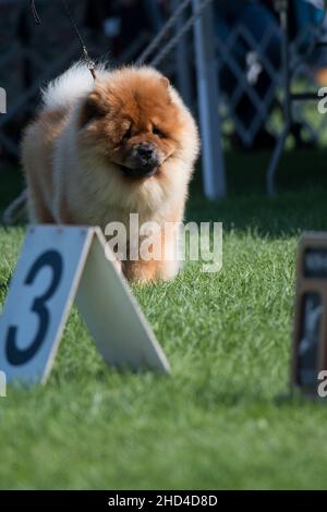 Chow Chow dans l'anneau d'exposition de chien Banque D'Images