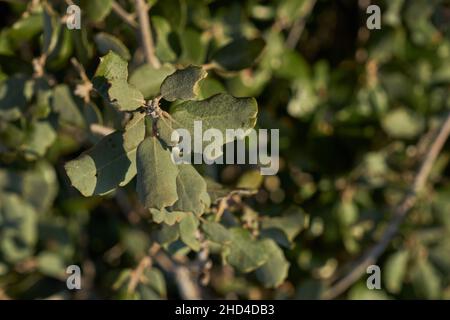 Quercus Ilex ou feuillage vert à feuilles persistantes de chêne de Stockholm gros plan Banque D'Images
