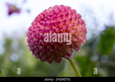 Photo de mise au point peu profonde d'une belle fleur de Dahlia rose dans le Banque D'Images