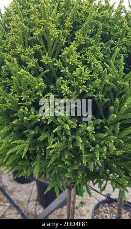 Plante d'Evergreen de cryptomeria japonica, de Cryptomeria homonymie ou de Sugi homonymie Banque D'Images