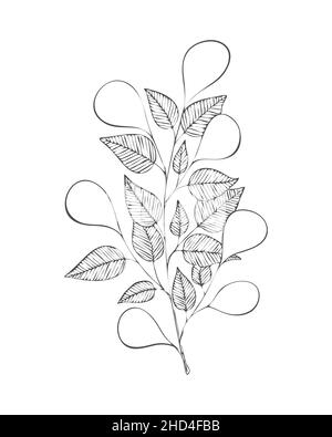 Branche avec des feuilles en style griffonnage, contour, silhouette, timbre, dessin à la main.Arrière-plan blanc isolé.Illustration vectorielle Illustration de Vecteur