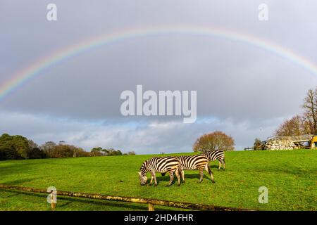 Cobh, Irlande.3rd janvier 2022.De grandes foules ont profité aujourd'hui du temps de Good Bank Holiday et sont descendues dans la réserve d'animaux de Fota, près de Cobh.Les Zèbres se nourrissent sous un arc-en-ciel au parc.Crédit : AG News/Alay Live News Banque D'Images