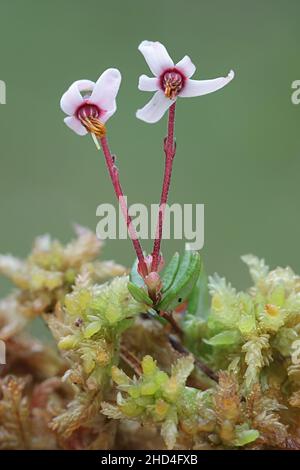 Vaccinium oxycoccos, connu sous le nom de canneberge, canneberge ou cranberry bog marécage Banque D'Images