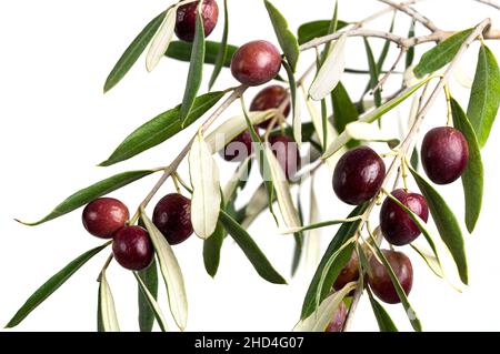 Gros plan sur une branche d'olivier ou une branche.Olives mûres avec des feuilles vertes comme symbole du concept de régime méditerranéen. Banque D'Images