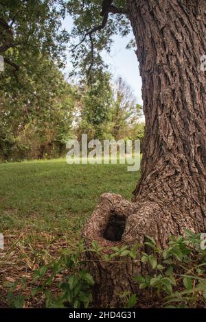 Photo verticale d'un creux d'un arbre dans le parc avec une belle herbe verte Banque D'Images