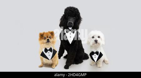 Portrait trois chiens élégants portant un costume de smoking célébrant l'anniversaire, le nouvel an ou la Saint-Valentin.Isolé sur fond gris Banque D'Images