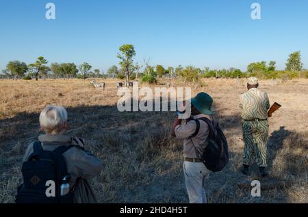 Un groupe de personnes regardant les zèbres lors d'un safari à pied dans le parc national de South Luangwa, en Zambie Banque D'Images