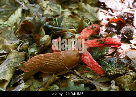 Escargot mangeant des champignons (Clathrus archeri, connu sous le nom de poulpe de stinkhorn ou doigts de diable) Banque D'Images