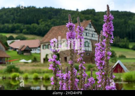 Forêt noire, Allemagne: Baguette européenne loosestrife (Lythrum virgatum), avec ferme en arrière-plan (Musée en plein air Gutach, Vogtsbauernhof Banque D'Images