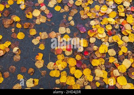 Feuilles d'Aspen sur asphalte humide, couleurs d'automne, arrière-plan abstrait texturé. Banque D'Images