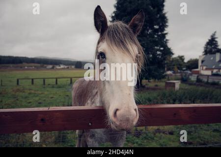 Un cheval à tête blanche regarde la caméra depuis l'arrière d'une clôture en Écosse Banque D'Images