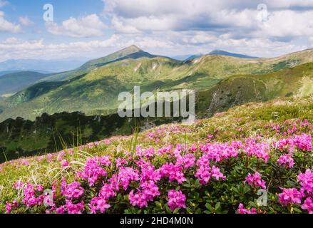 Paysage d'été.Fleurs roses dans les montagnes.Rhododendron en fleurs dans une glade.La beauté dans la nature.Jour ensoleillé Banque D'Images