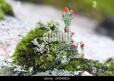 Cladonia coccifera, connue sous le nom de lichen de la cupule de scarlet ou de la cupule de pixie de madame Banque D'Images