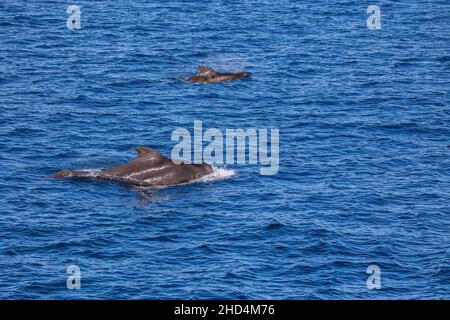 Deux baleines pilotes Banque D'Images