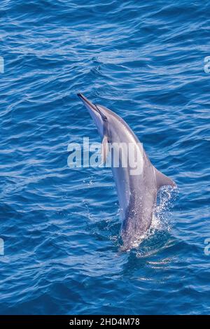 Braconnage de dauphin à disque Banque D'Images