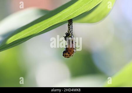 Chrysomela populi, connue sous le nom de coléoptère de feuilles de peuplier, larve se transformant en pupe dans un processus appelé la marilation Banque D'Images