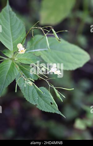 Impatiens parviflora, communément appelé petit baumier ou Smallflower touchmenot, plante sauvage de Finlande Banque D'Images