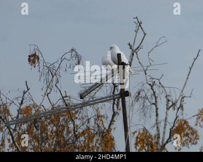 Deux colombes blanches se tiennent sur une antenne TV parmi les branches des arbres Banque D'Images