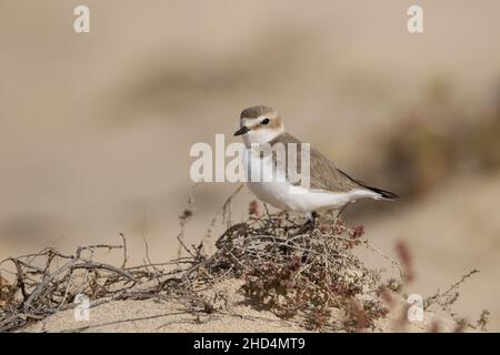 Ponte de Kentish sur Lanzarote, parmi un système de sable de l'habitat de dunes basses où ils se nourrissent et se reproduisent également. Banque D'Images