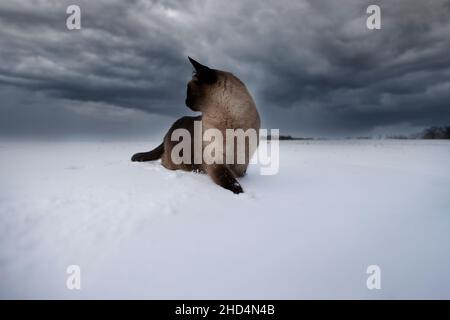 Le chat siamois marche dans la neige sur fond du ciel de la soirée. Banque D'Images