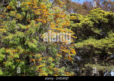 Un chêne soyeux (Grevillea robusta) aux fleurs dorées en Australie Banque D'Images