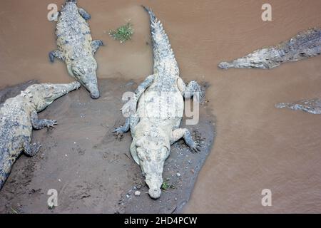 Photo en grand angle de plusieurs crocodiles effrayants rampant sur le sol près d'une rivière sale Banque D'Images