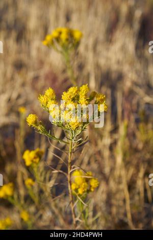 Galatella linosyris fleurs jaunes Banque D'Images