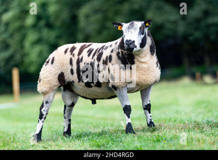Pedigree Dutch Spotted RAM se tenait sur le terrain.Cumbria, Royaume-Uni. Banque D'Images