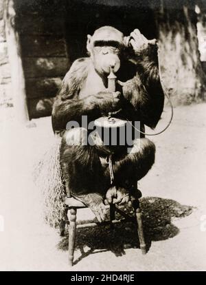 Photographie de presse vintage du début du 20th siècle : humour, humour, humour - singe parlant au téléphone. Banque D'Images