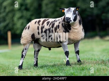 Pedigree Dutch Spotted RAM se tenait sur le terrain.Cumbria, Royaume-Uni. Banque D'Images