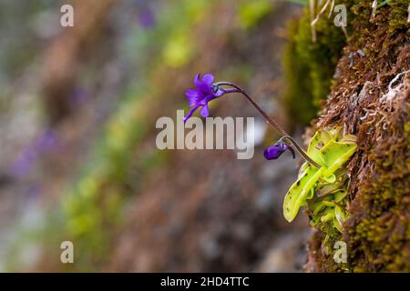 L'armoise commune Pinguicula vulgaris grandit à côté du cours d'eau près du Parc National du Col du Tourmalet Pyrenees France Banque D'Images