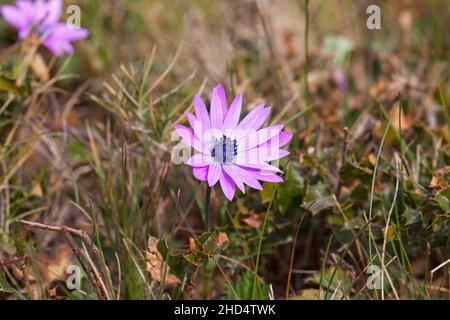 Anemone hortensis près de Saint Martin de Crau France février 2016 Banque D'Images